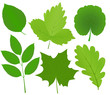 green leaves green leaves