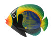 Poisson (bois)