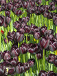 tulip