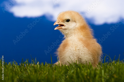 Baby Chicken Pictures on Photo  Baby Chicken    Kavita  14054784