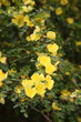 Photo: cherry blossom cherry blossom