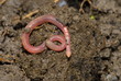 EarthWorm