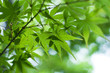 Green leaves