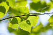 close-up birch green leaves season background
