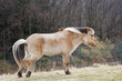 Pferd auf der Weide