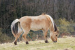 Pferd auf der Weide
