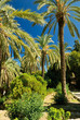 Tropical palms in the park Tropical palms in the park