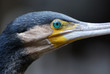 White-Breasted Cormorant White-Breasted Cormorant