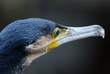 White Breasted Cormorant White Breasted Cormorant