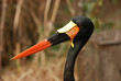 Saddle-billed Storks Saddle-billed Storks