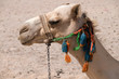 camel camel