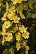 Photo: cherry blossom cherry blossom