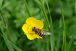 Schwebfliege Schwebfliege