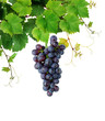 Grapevine with blue grape , isolated Grapevine with blue grape , isolated