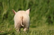 little lucky glücksschein pig