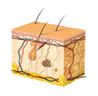 Ilustración: Skin anatomy Skin anatomy