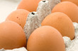 chicken eggs
