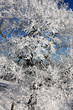 Baumkrone im Winter