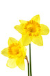 Narcissus