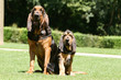 grand et petit saint hubert collé serré assis au soleil