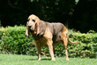 saint hubert adulte debout dans le jardin de face observateur