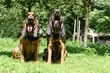 pose assise fière de deux saint hubert adulte en campagne