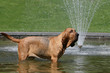 pose immobile du saint hubert dans le bassin sous l'eau