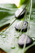 Massage stones