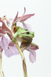 Raganella su orchidea