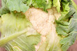 cauliflower