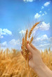 grano 20