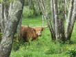 vache highland cattle