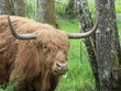 vache highland cattle