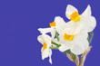 Daffodils Daffodils