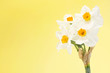 Daffodils Daffodils
