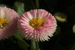 blume