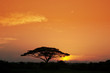 Acacia Tree at Sunrise