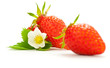 duo de fraises communes