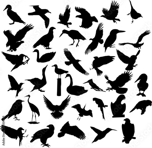 bird, vector, silhouette