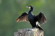 Great Cormorant (Phalacrocorax carbo) drying wings Great Cormorant (Phalacrocorax carbo) drying wings
