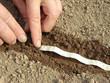 sowing seeds on tape