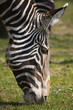 Zebra Close Up Portrait Zebra Close Up Portrait