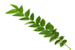 Curry leaf Curry leaf