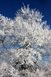 Baumkrone im Winter