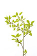 Tea tree