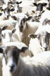 Flock Of Sheep
