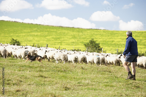 Photo: Farm Worker With Flock Of Sheep Farm Worker With Flock Of Sheep