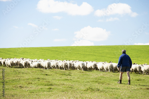 Photo: Farm Worker With Flock Of Sheep Farm Worker With Flock Of Sheep