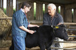 Images : Farmer With Vet Examining Calf