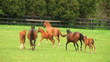 Horses Running